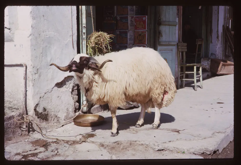 Kusadasi 1965